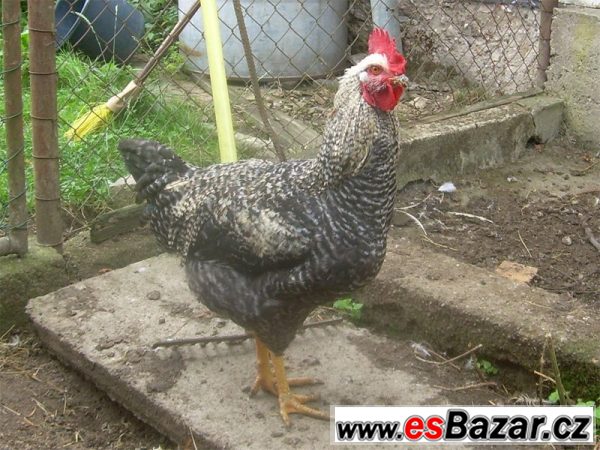 Kohouti ISA Sussex a Moravia Barred – fotografie 4