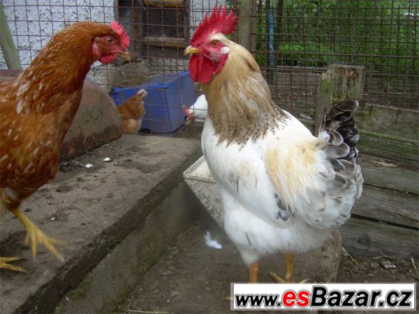 Kohouti ISA Sussex a Moravia Barred – fotografie 5