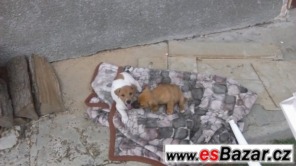 Jack russell terrirer – fotografie 1
