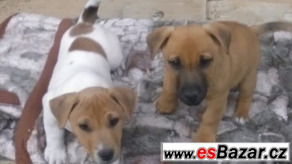Jack russell terrirer – fotografie 2