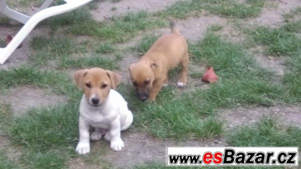 Jack russell terrirer – fotografie 4