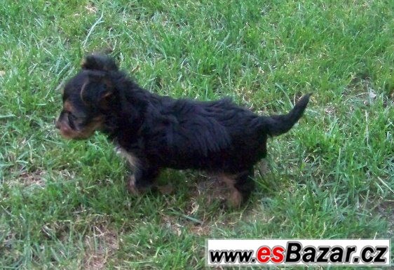 Jorkshire terrier  – fotografie 3