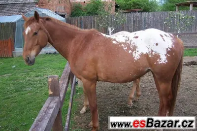 Klisna Apaloosa - 6 let