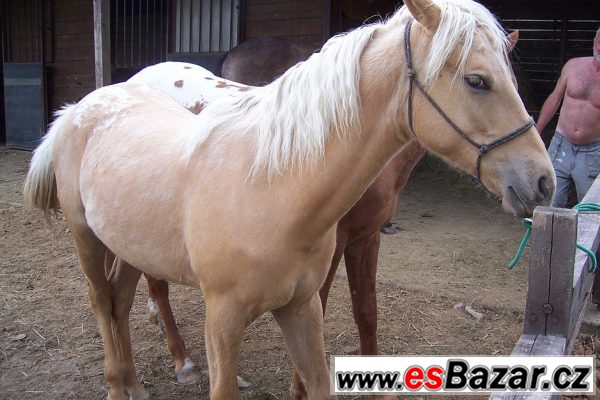 Klisna apaloosa - 1 rok – fotografie 2