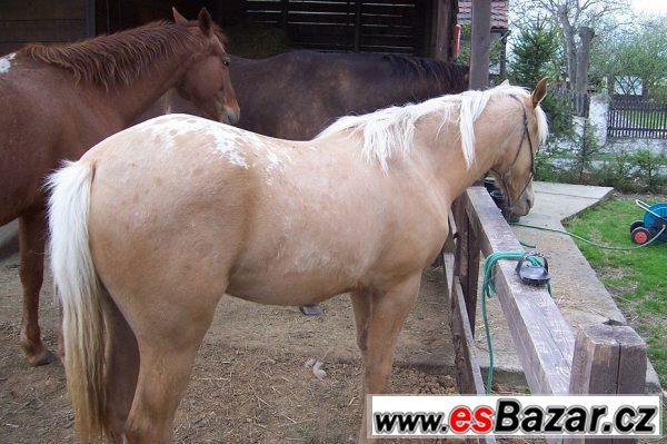Klisna apaloosa - 1 rok – fotografie 3