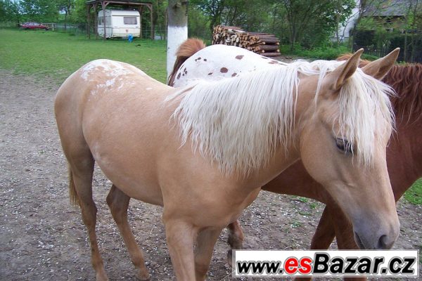 Klisna apaloosa - 1 rok – fotografie 5