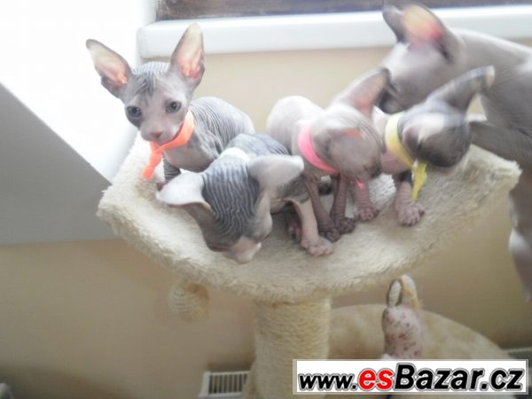 Kanadského sphynxe – fotografie 1