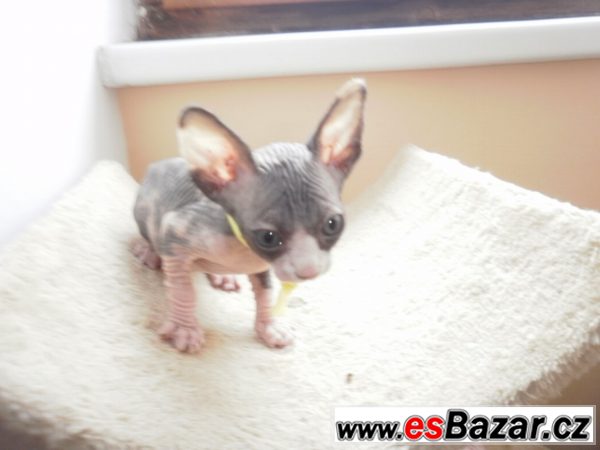 Kanadského sphynxe – fotografie 3