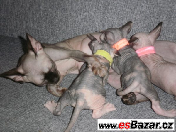 Kanadského sphynxe – fotografie 4