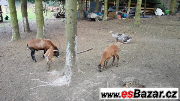 Jehňata ovce kamerunské – fotografie 1