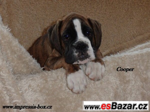 Kluci Clip a Cooper žíh.box.s PP  – fotografie 4