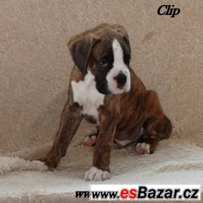 Kluci Clip a Cooper žíh.box.s PP