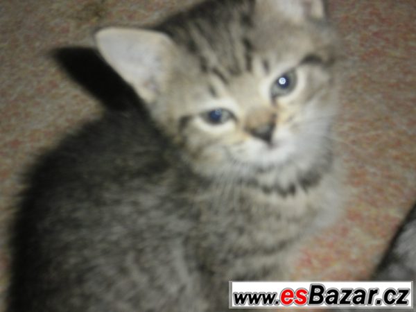 KRÁSNÁ WHISKAS KOŤÁTKA – fotografie 4