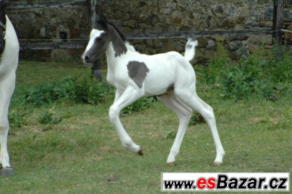 Klisna paint horse APH  – fotografie 1