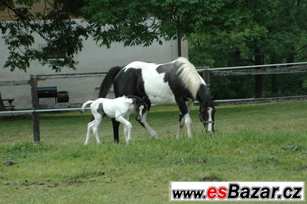Klisna paint horse APH  – fotografie 3