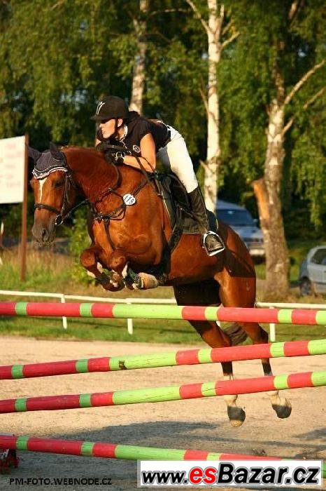 Klisna do vyššího sportu – fotografie 6