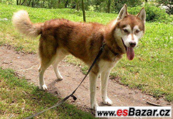 KID - Husky x - pes – fotografie 2