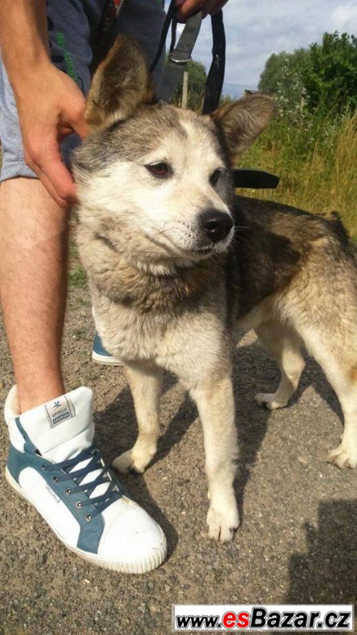 CHARLIE - Husky x - pes – fotografie 3