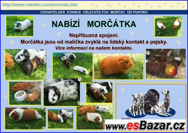 Chov morčat  od puntíků  – fotografie 1