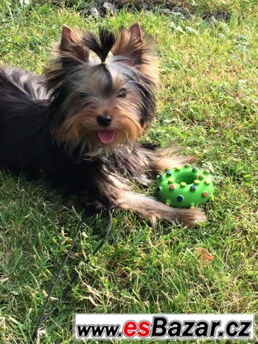 Jorkšír terrier s PP – fotografie 3