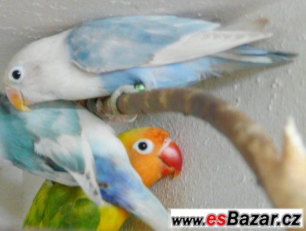 Agapornis fišeri a škraboškový – fotografie 3