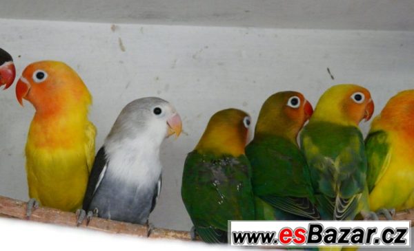 Agapornis fišeri a škraboškový – fotografie 5