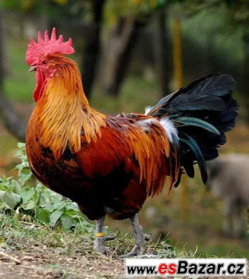 Česká zlatá kropenka