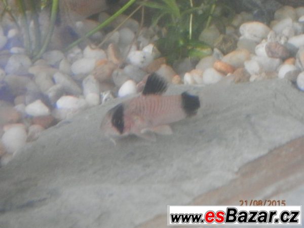 Corydoras fešáček Panda – fotografie 4