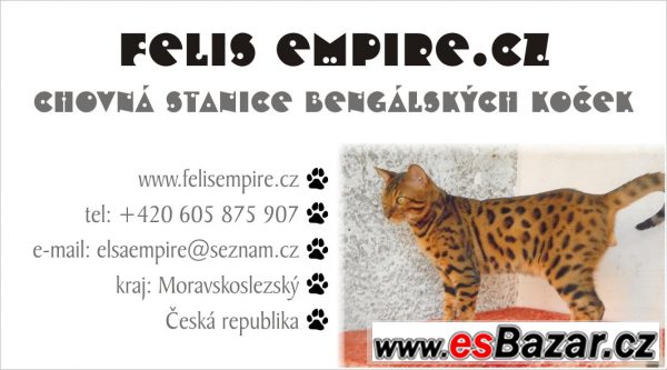 Bengalská koťátka s PP – fotografie 5