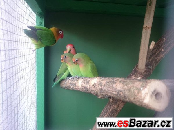 Agapornis (růžohrdlý x fisherův) – fotografie 1