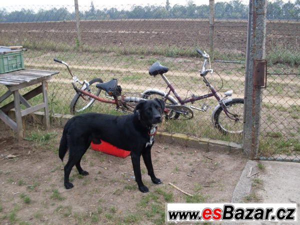 Daruji labradora – fotografie 2