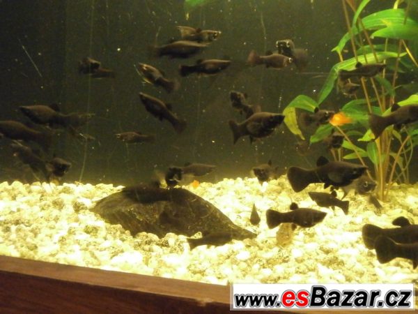 Black Molly - Poecilia sphenops – fotografie 3