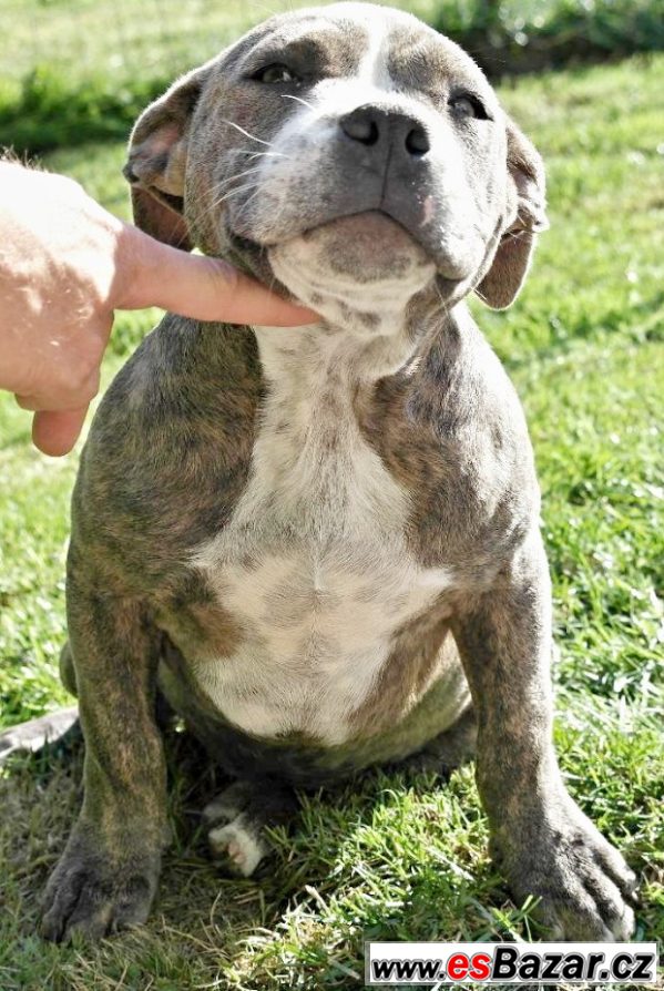 American bully – fotografie 1