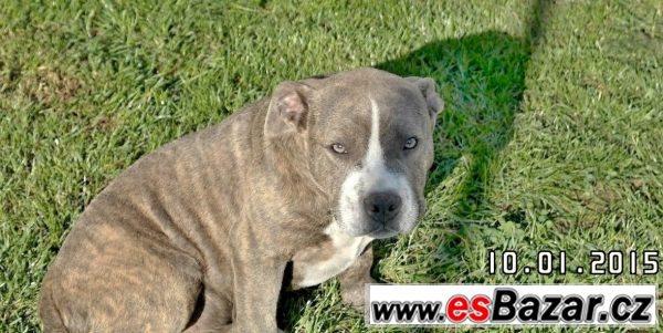 American bully – fotografie 2