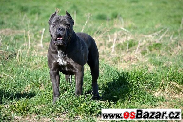 Cane corso – fotografie 2