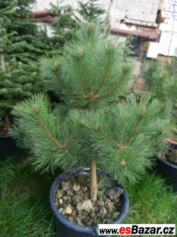 Borovice černá  - Pinus nigra  – fotografie 1