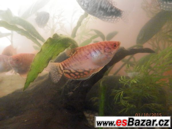 Čichavci Cosby, Leeri, Gold-Red,  – fotografie 2