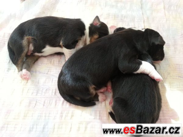 Australský ovčák - štěně – fotografie 1