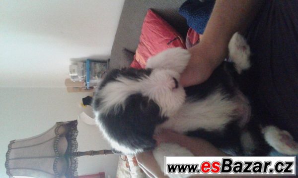 Beardet kolie – fotografie 4