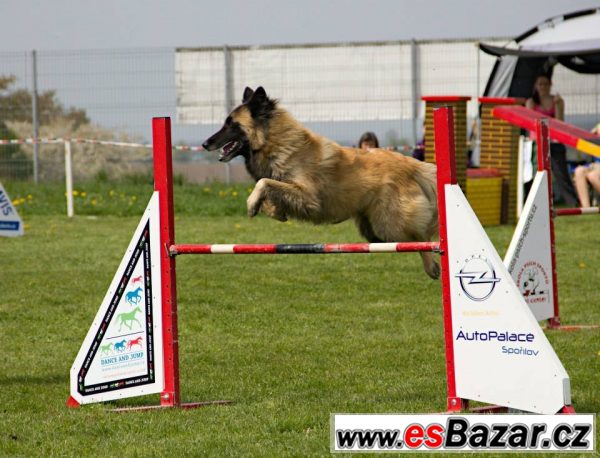 Belgický ovčák - pejsek Groenendael – fotografie 6