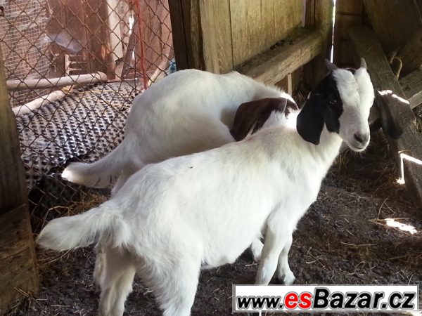 Dvě burské kozičky – fotografie 3