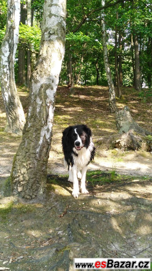 Border kolie ke krytí – fotografie 3