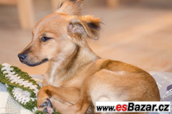 BAMBI - Kříženec malý - štěně – fotografie 2