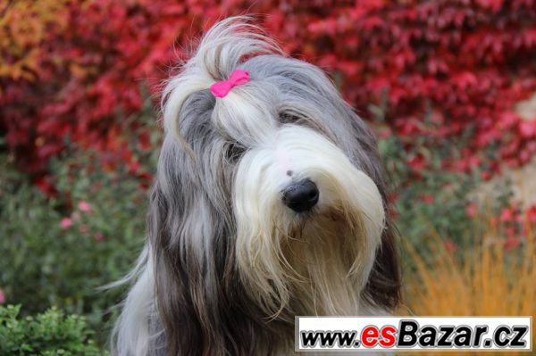 Bearded collie – fotografie 1