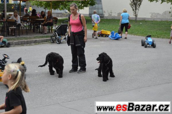 Briard - poslední dvě černé fenky – fotografie 1