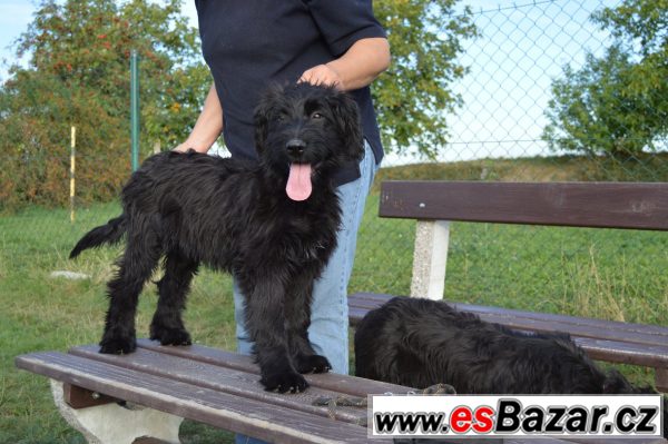 Briard - poslední dvě černé fenky – fotografie 3
