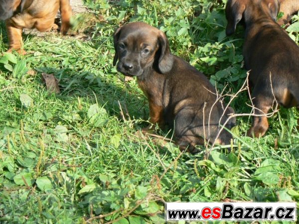 Bavorský barvář - štěňátka  – fotografie 3