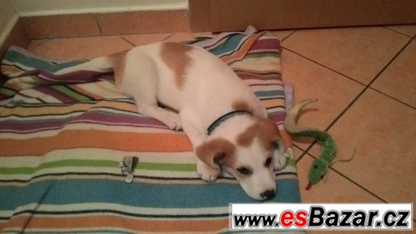 Daruji psa do dobrých rukou – fotografie 3