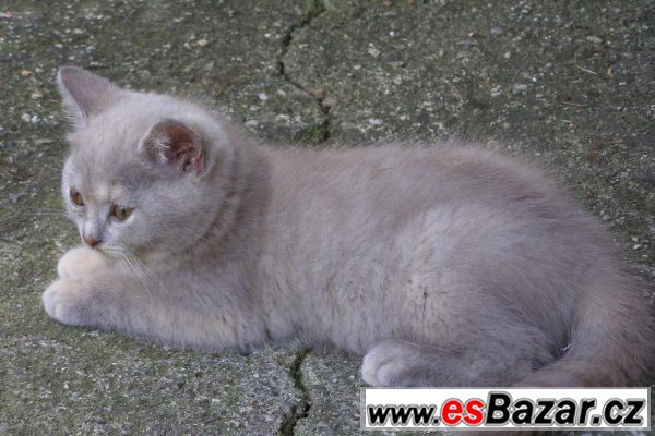 Britští mazlíčci – fotografie 2