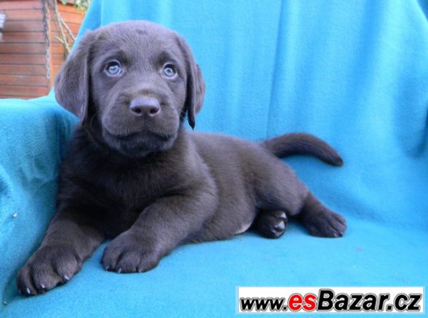 čokoládová štěňátka labradora s PP – fotografie 1
